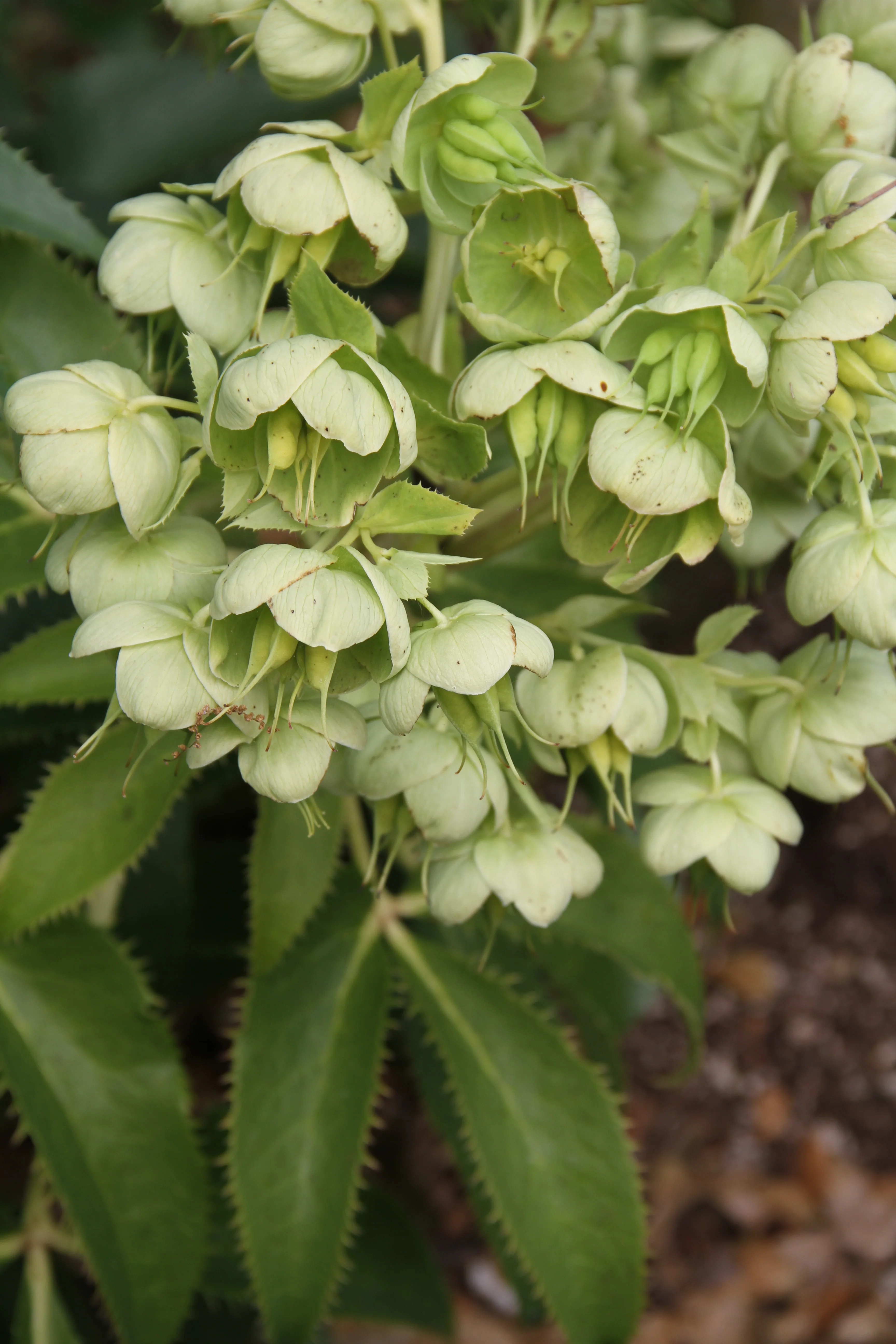 Plants for Part Sun/Shade